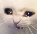 Sad Cat sad_cat Discord Emoji