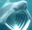 sharkPOG sharkPOG
