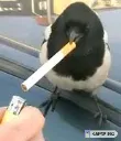 stressed_magpie