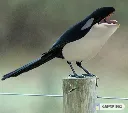 water_magpie