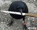knife_birb