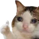 catsad