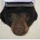 Sadbear sadbear Discord Emoji