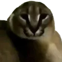 earlessfloppa