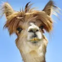 llama