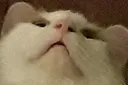 TheFrumpkining