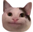 PoliteCat