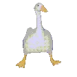 sillygoose