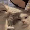 catsmack