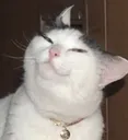 Smugcat smugcat Discord Emoji