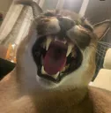 yawn