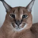 unimpressedflop