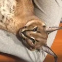 sidewaysflop