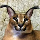 funnyflop Discord Emoji