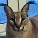 funnyflop2 Discord Emoji