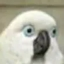 berd