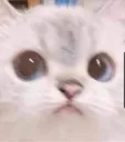 wtf