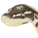 snekbutter