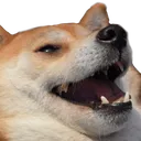 happy_dog happy_dog