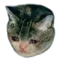 catsadboi