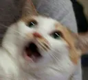 catshocked2 Discord Emoji
