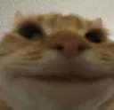 contentcat contentcat