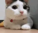 tshakeno