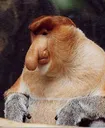 Dynextra Dynextra
