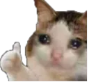 sadcat