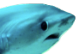 Sharky Sharky