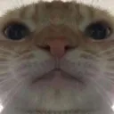 Hoi Hoi
