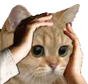 cat_wtf