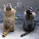 raccoonPrayer