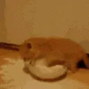NOOOMYMILJNOOFGFHSHFGFHS