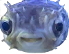fisheyfish