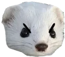 FerretAngry FerretAngry