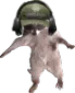 eft_bear_raccoon eft_bear_raccoon