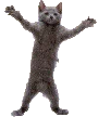 :Dancing_Cat: