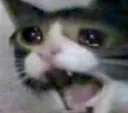 CatScream CatScream