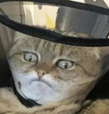 skepticat Discord emoji