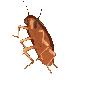:DancingCockroach: