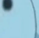 birdo6