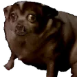 puppernigga