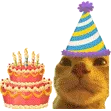 stupidkoekcatstupidbirthday stupidkoekcatstupidbirthday