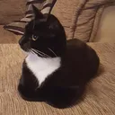 Catloaf Discord Emoji