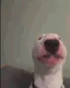 Walter