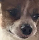 ConcernedDoggo