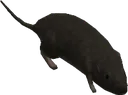 Halo3Rat Halo3Rat