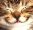 happycat happycat
