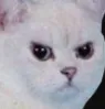 angrycat2w